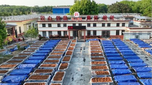 琼中县黎母山镇 名优农产品品牌多点结果 热带特色高效农业落子开花